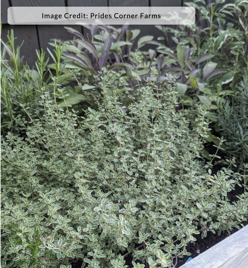 Thymus x citriodorus argenteus 'Silver Edged'