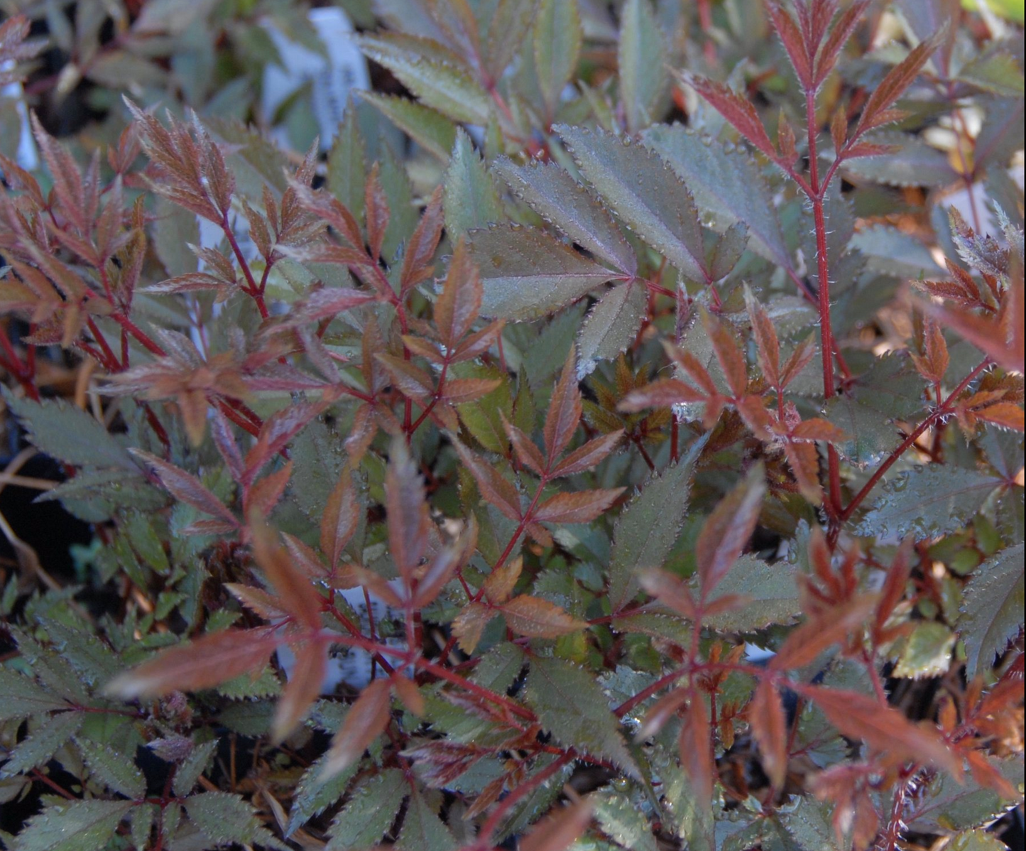 Astilbe arendsii 'Kriemhilde'