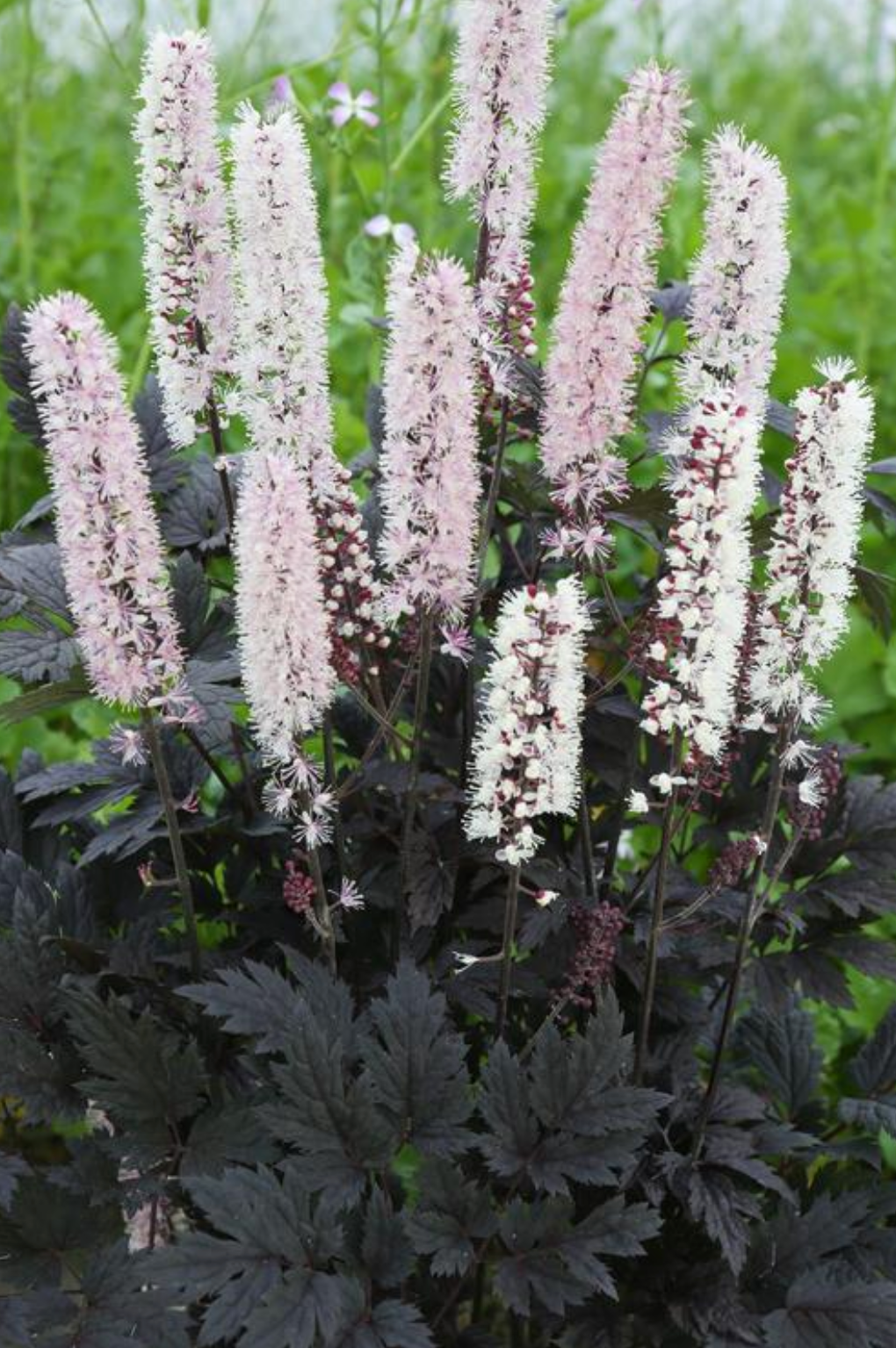Actaea 'Chocoholic' (Cimicifuga, Baneberry, Snakeroot)