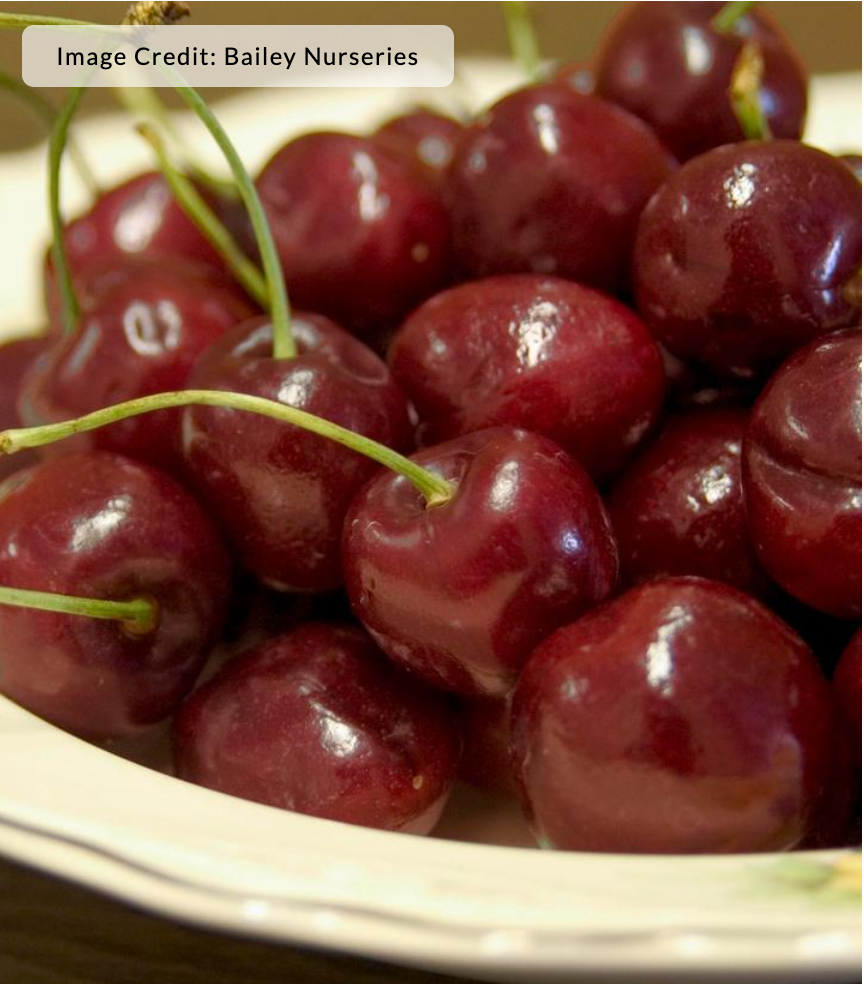 Cherry 'Bing' - Cherry tree (Prunus)