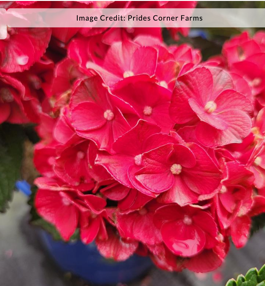 Hydrangea macrophylla 'Cherry-Go-Round'™