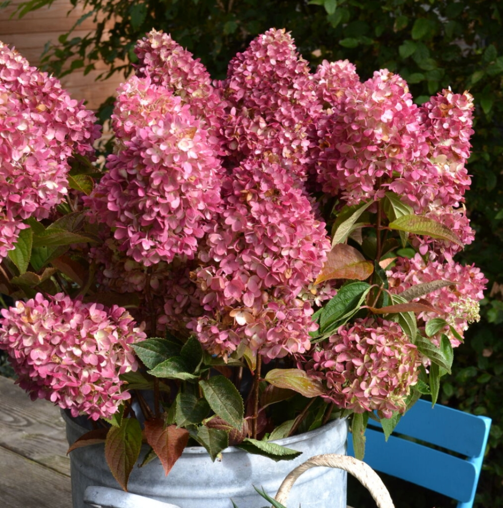 Hydrangea pan Dragon Baby™