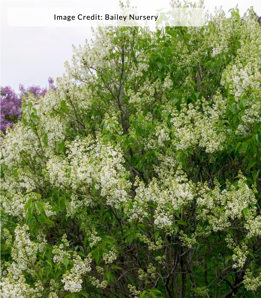 Syringa vulgaris 'Primrose' - Lilac