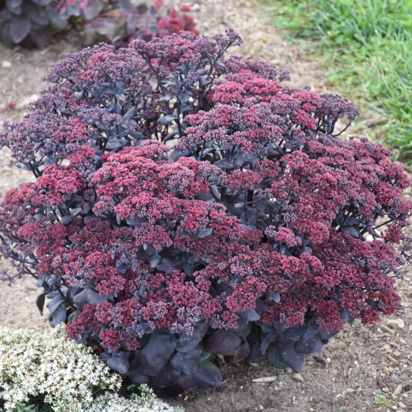 Sedum x 'After Dark'