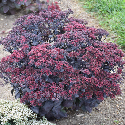 Sedum x 'After Dark'