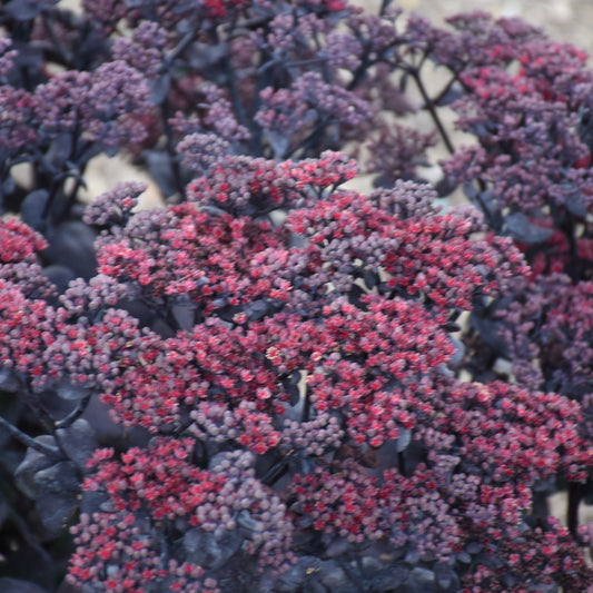 Sedum x 'After Dark'