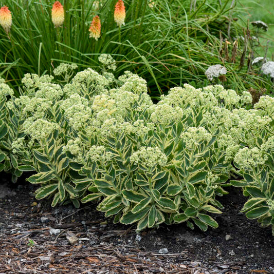 Sedum 'Frosted Fire'