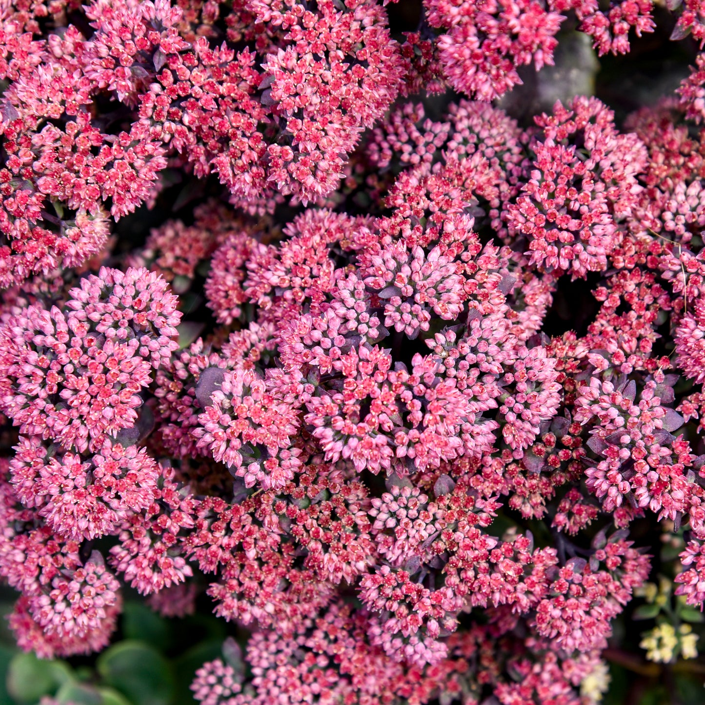Sedum x 'Midnight Velvet'