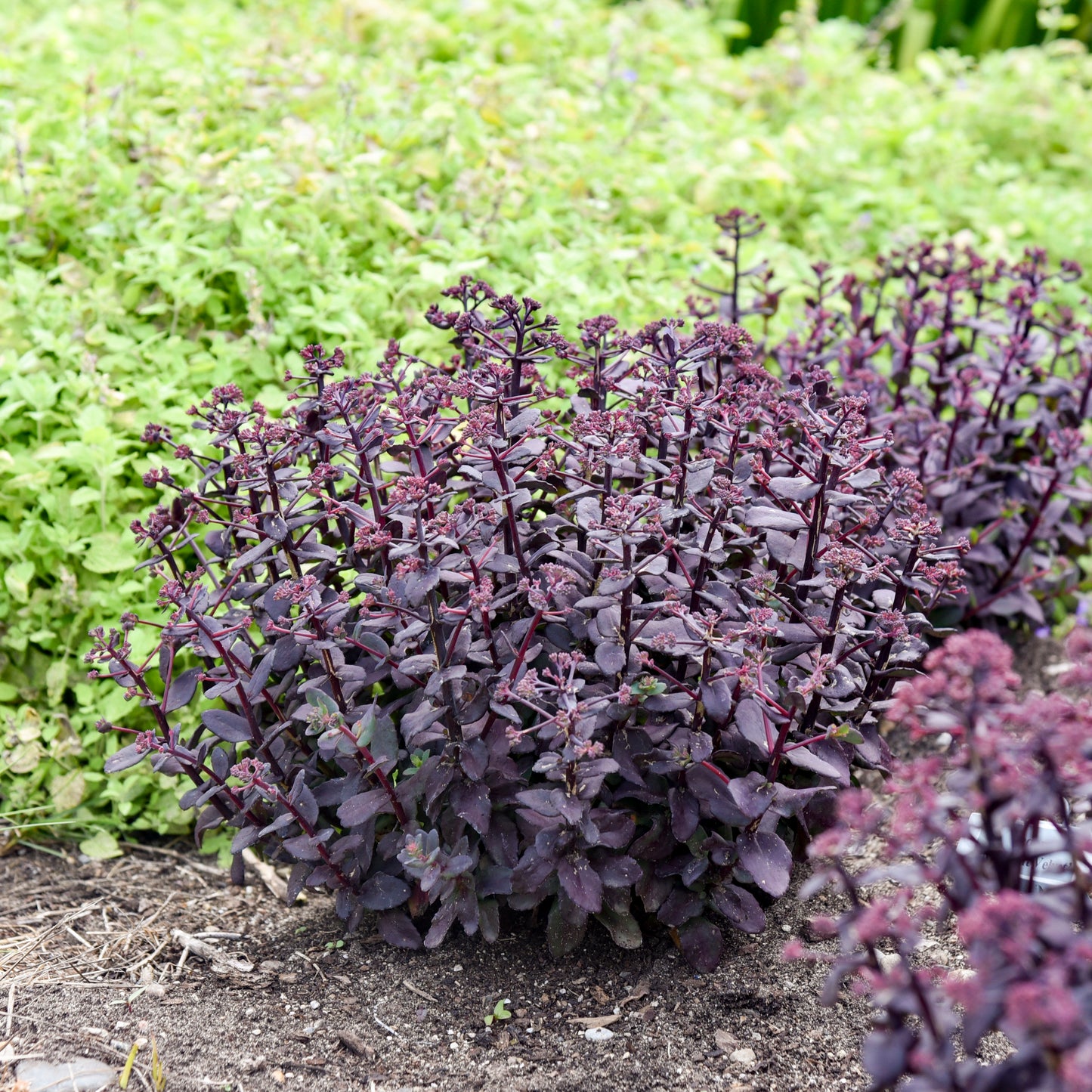 Sedum x 'Midnight Velvet'