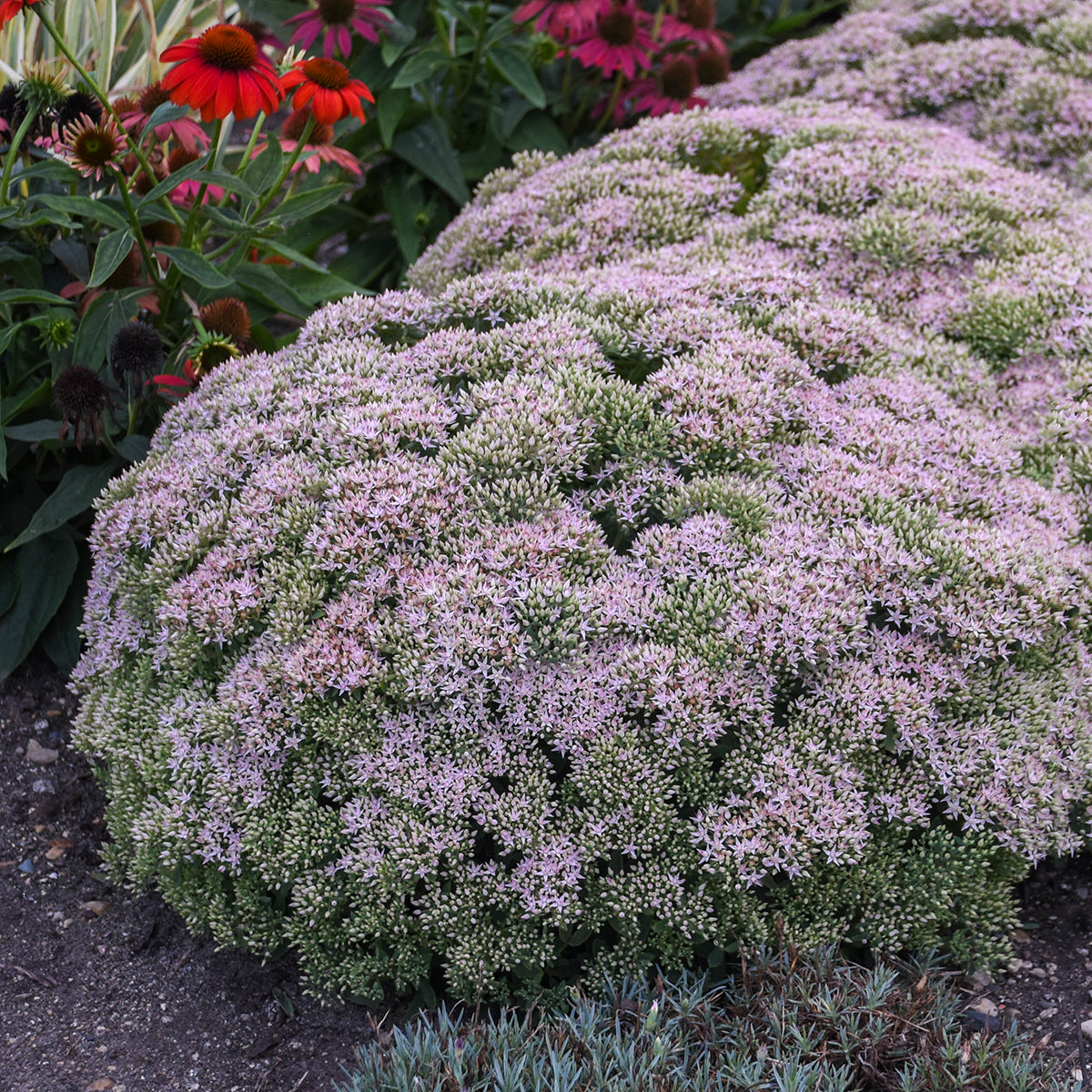 Sedum x 'Pure Joy'