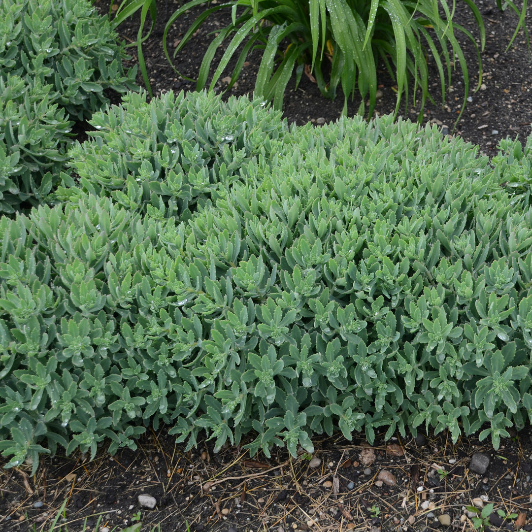 Sedum x 'Pure Joy'
