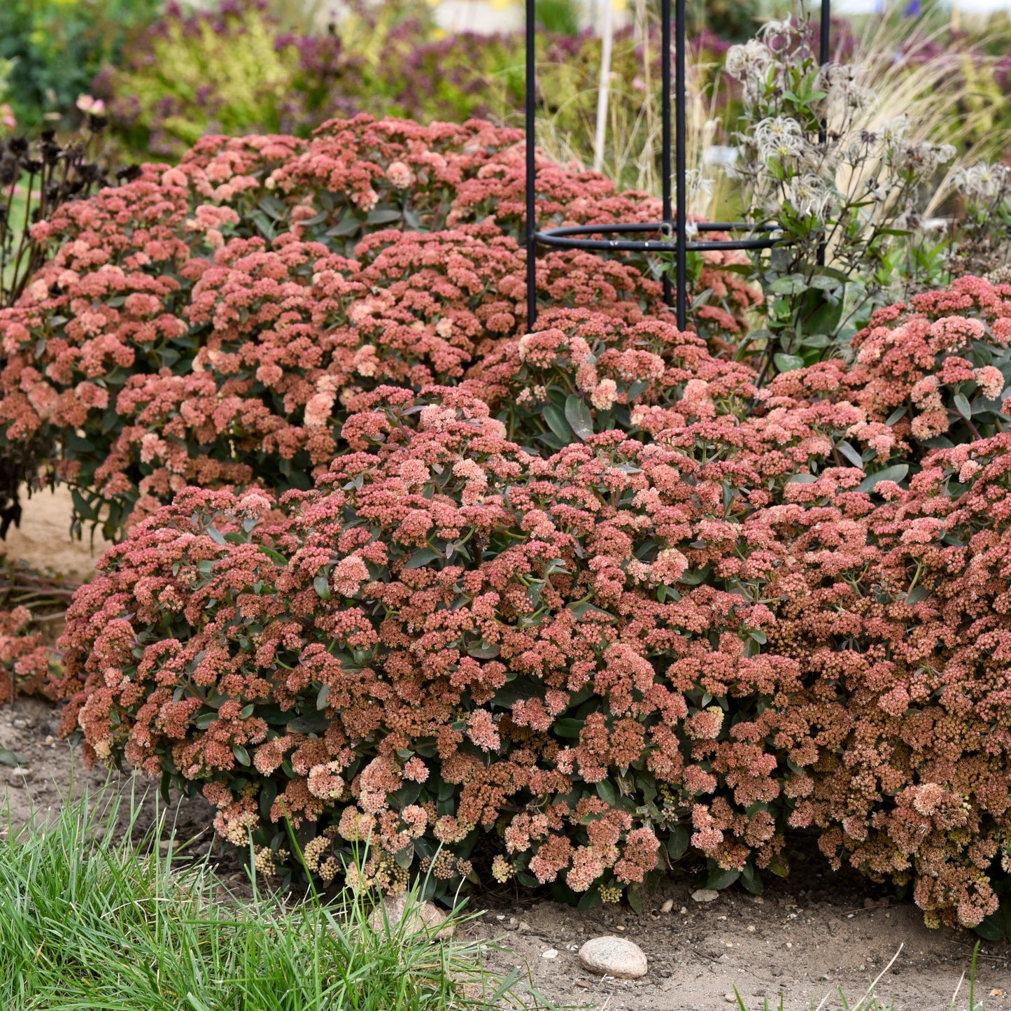Sedum x 'Tiramisu'