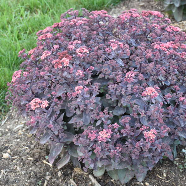 Sedum 'Wineberry Delight' (Stonecrop)