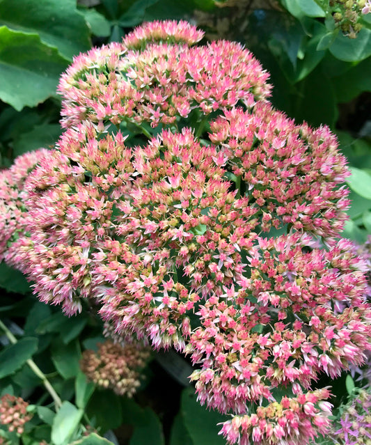 Cluster of Sedum x 'Autumn Fire' plants with vibrant pink blooms and green foliage.
