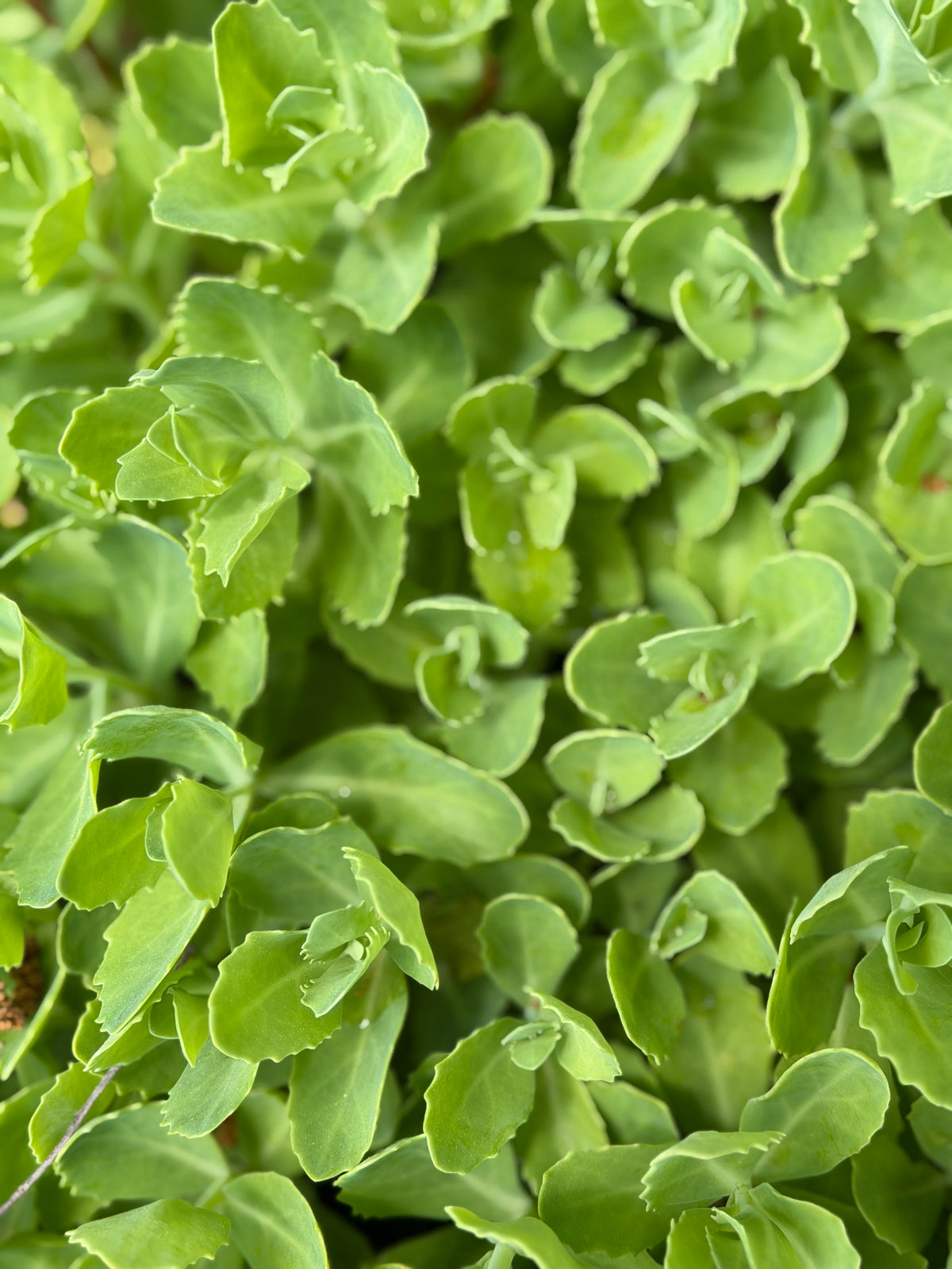 Close-up of green leafy plants
