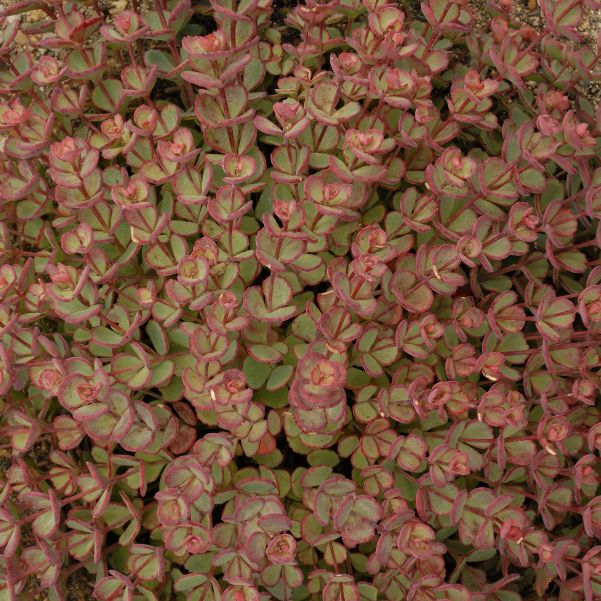 Sedum sieboldii