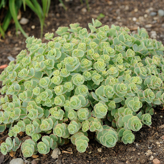 Sedum sieboldii (October Daphne Stonecrop)