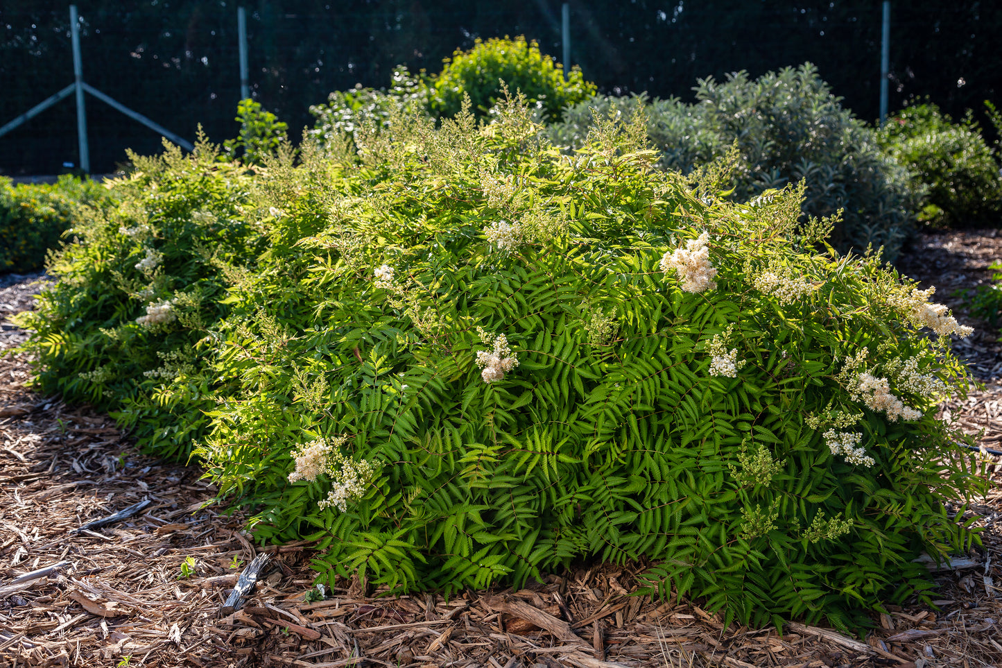 Sorbaria sorbifolia First Editions® 'Matcha Ball'®