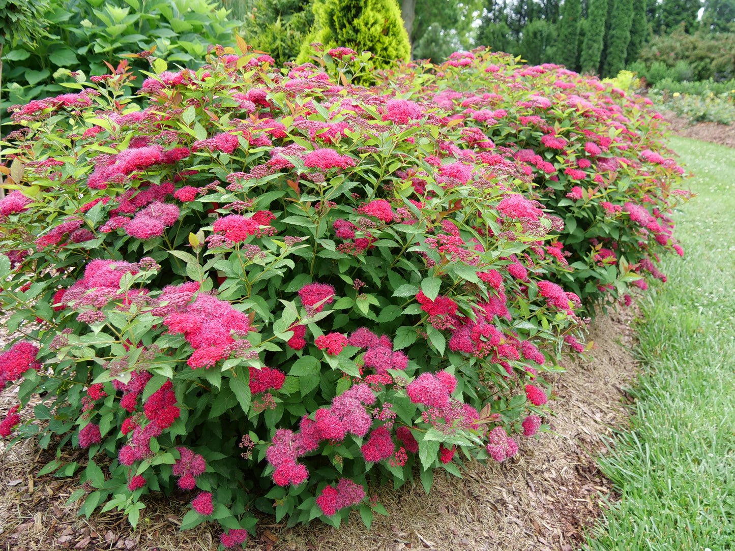 Spiraea x 'Double Play Doozie'®