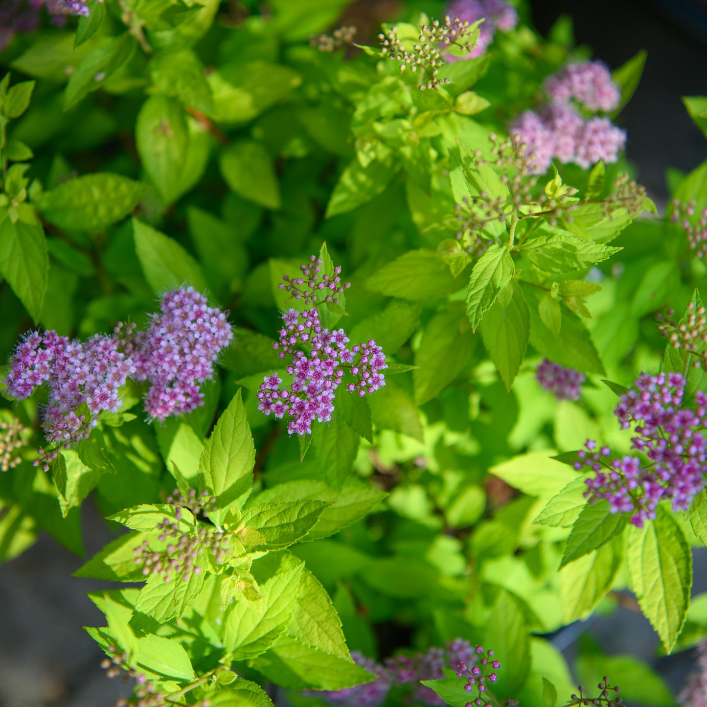 Spiraea 'Goldmound'