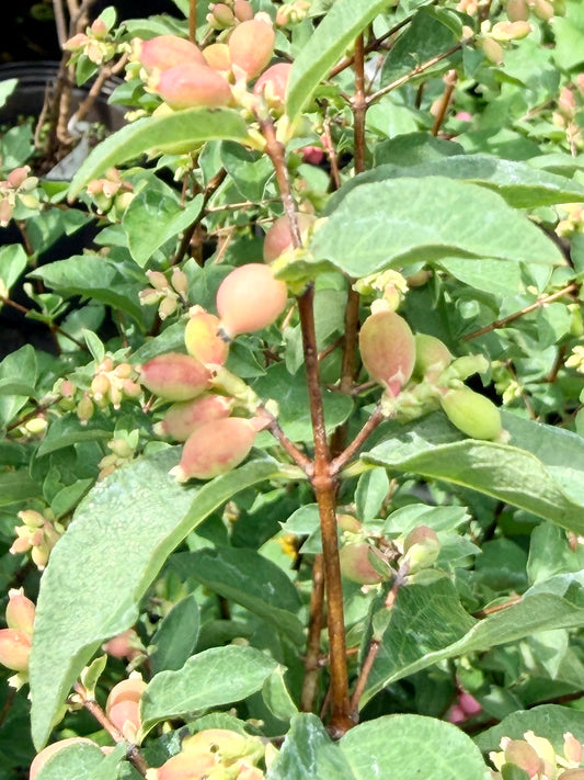 Close-up of a leafy plant with clusters of small oval fruits in pinkish beige and green tones, growing on brown stems among green leaves.