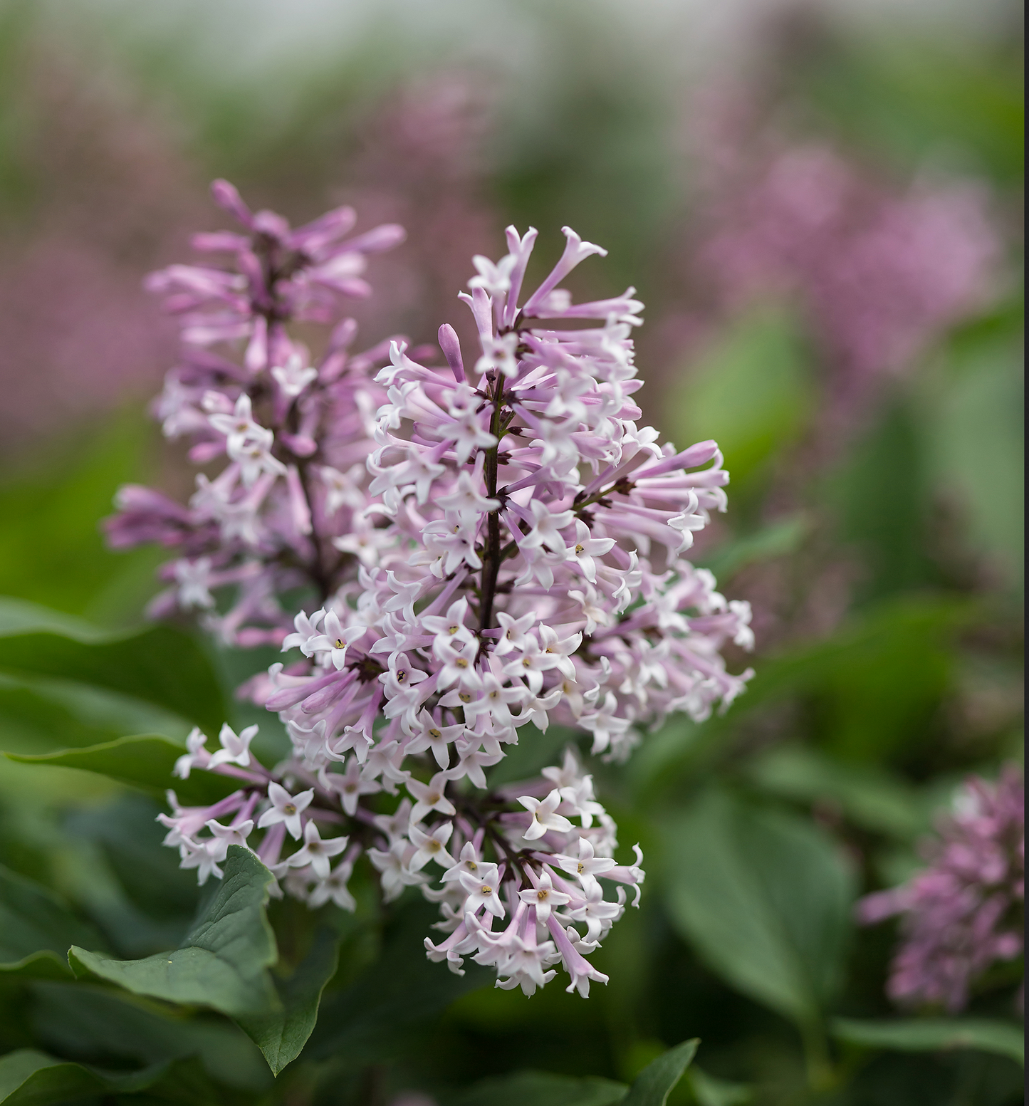 A photo of a lilac bush with fragrant flowers and green-turned red-purple leaves in the fall.