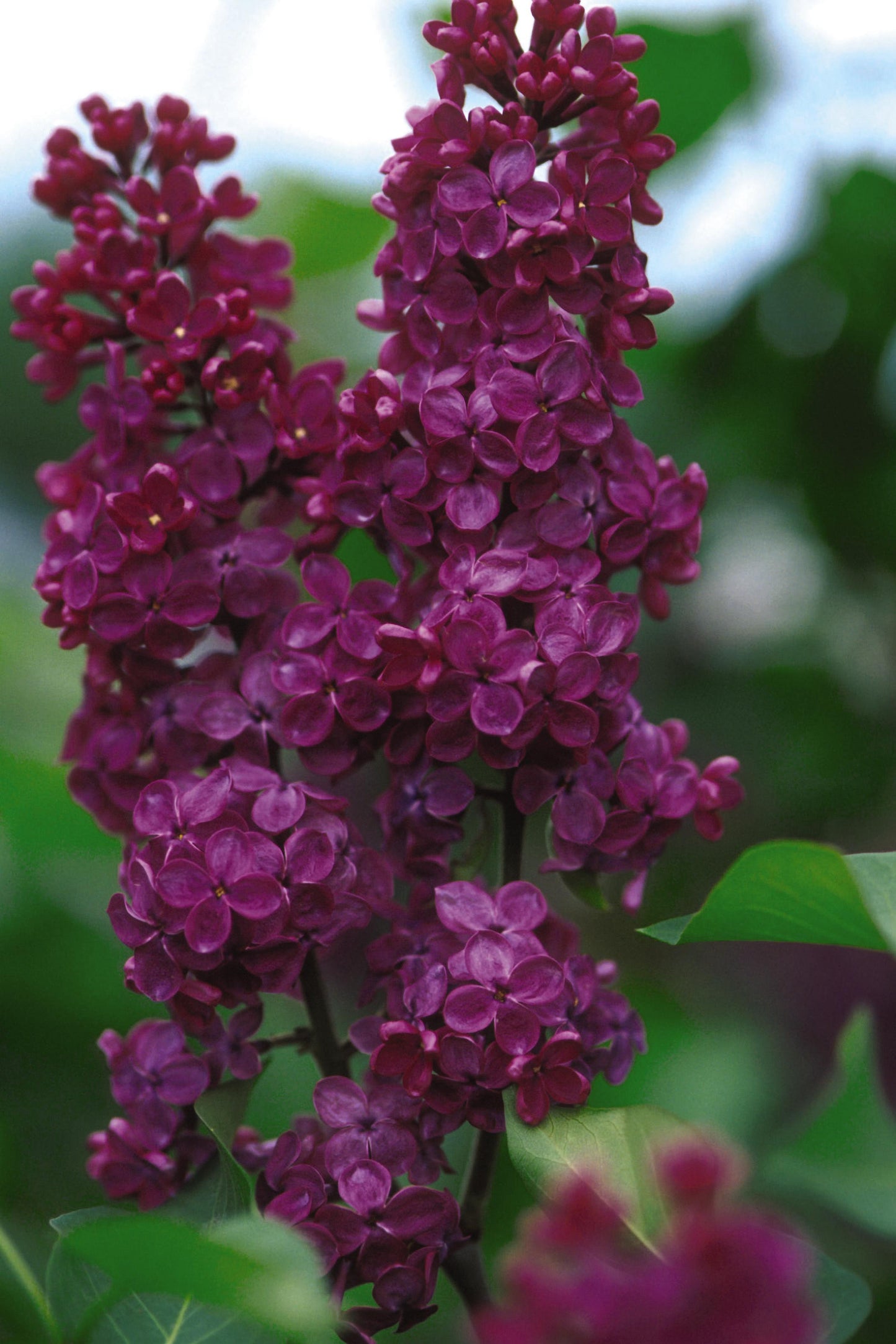 Syringa vulgaris 'Ludwig Spaeth' - Lilac (Deep Dark Purple)