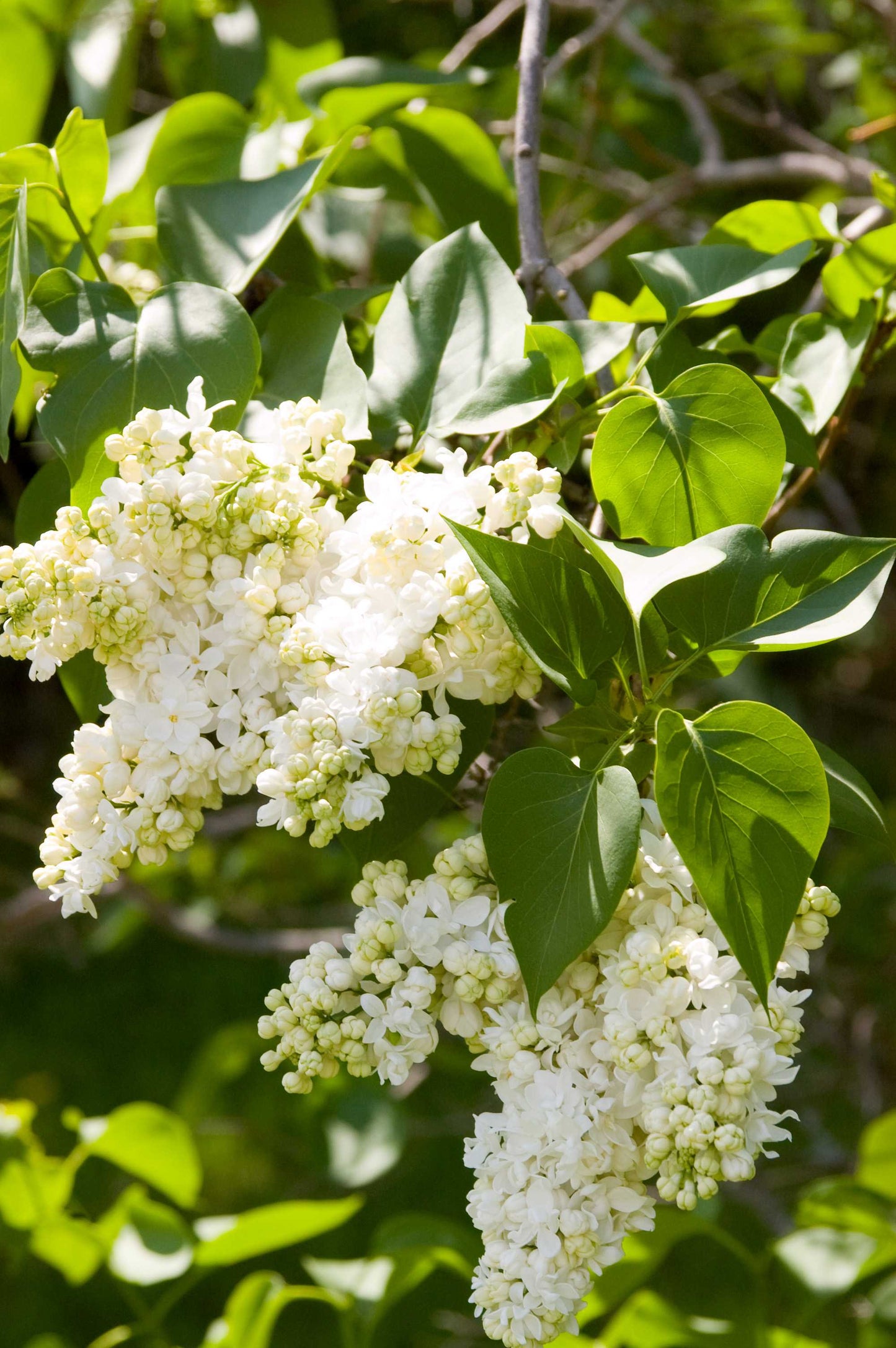 Syringa vulgaris 'Mme Lemoine' - Lilac