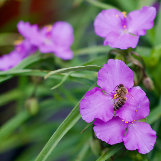 Tradescantia andersoniana group 'Concord Grape'