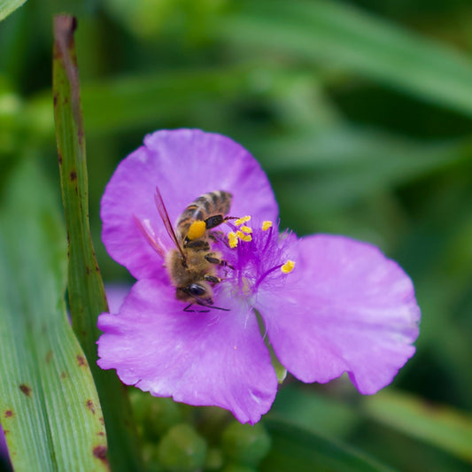 Tradescantia virginiana 'Carmine Glow'