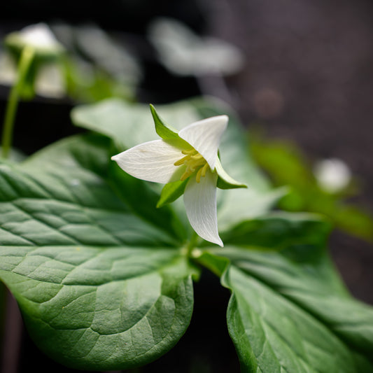Trillium sulcatum