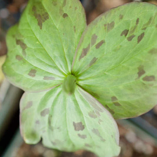 Trillium viridescens (Tapertip Wake Robin)