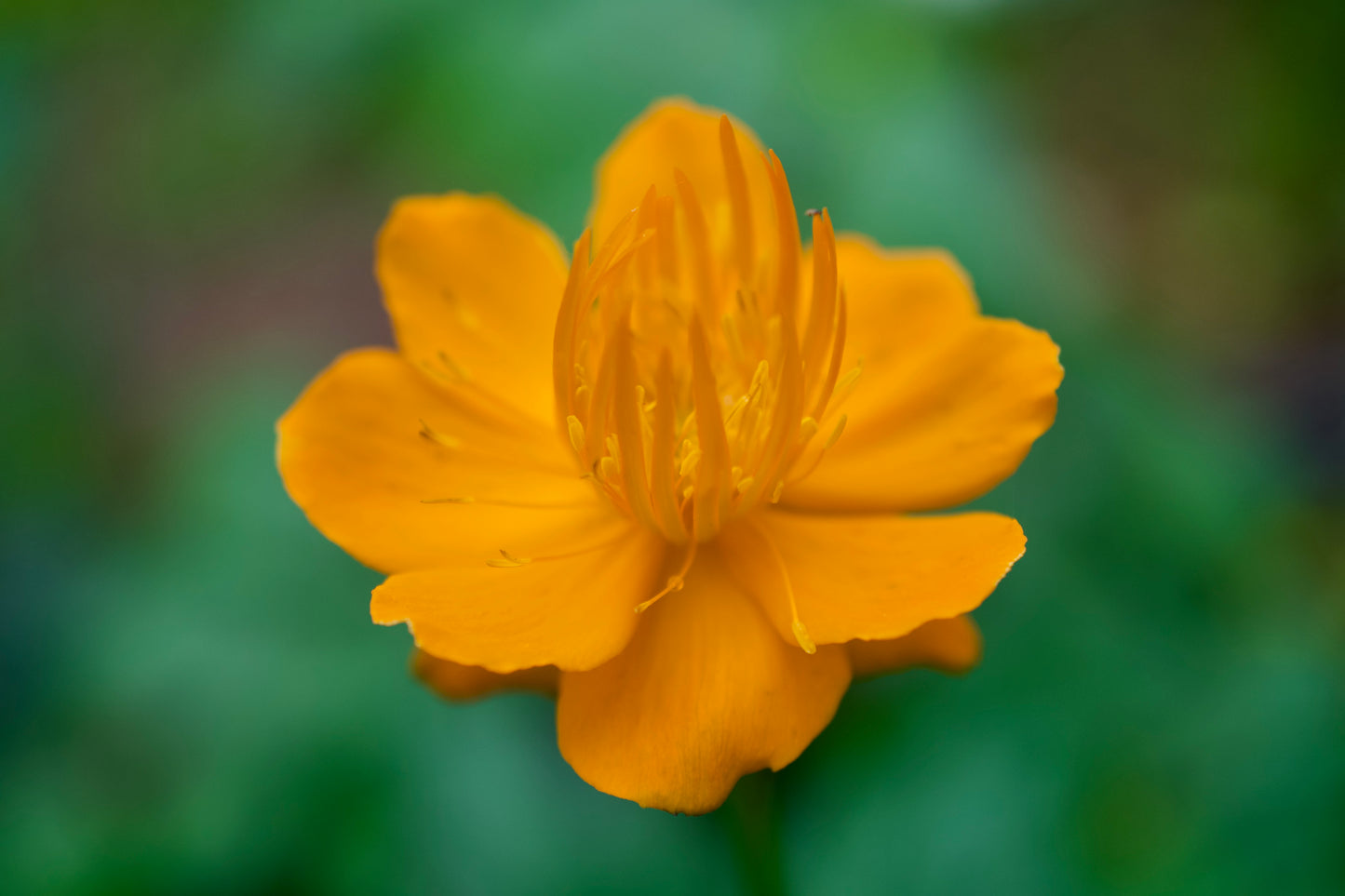 Trollius chinensis 'Golden Queen'
