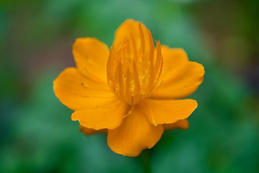Trollius chinensis 'Golden Queen'