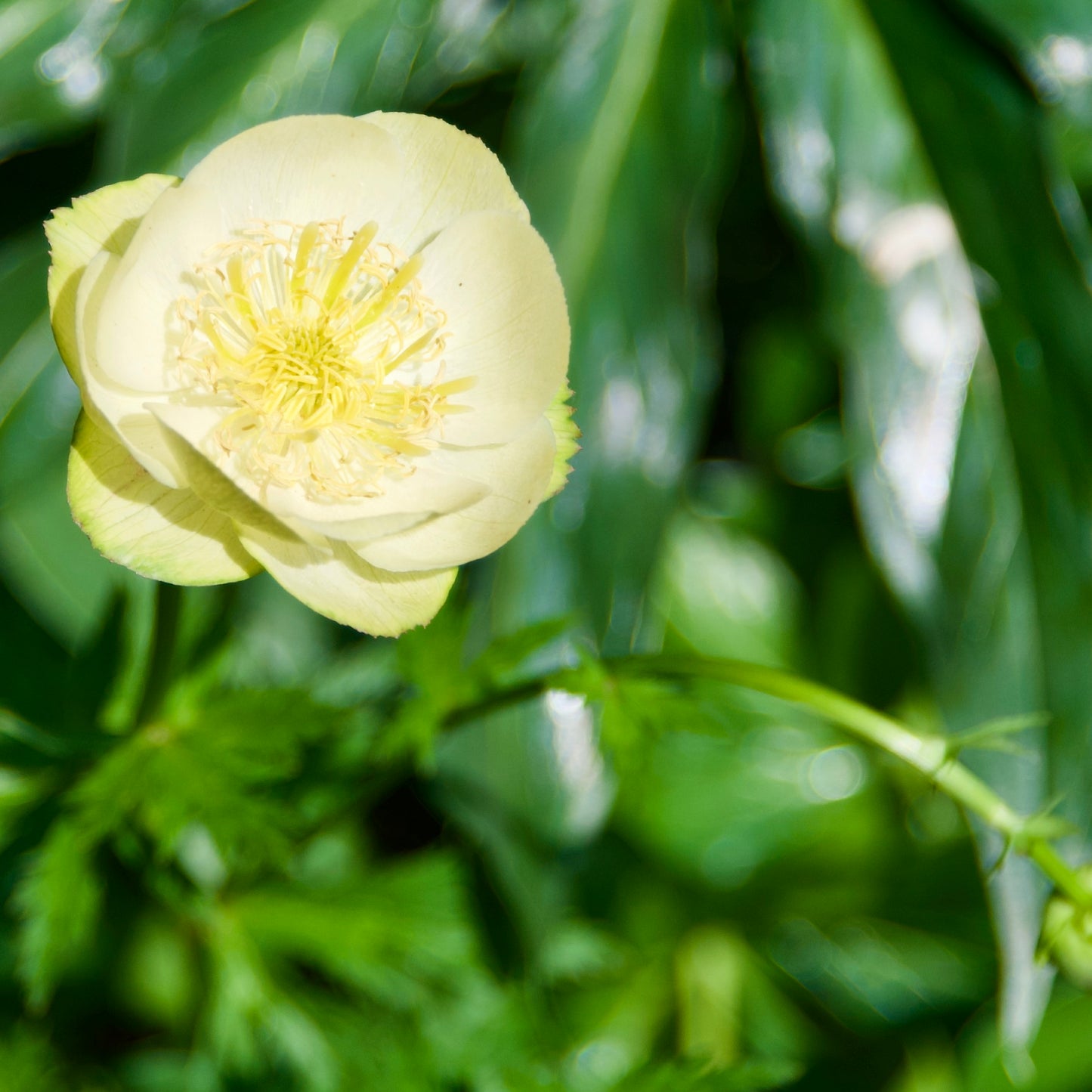 Trollius x cultorum 'New Moon'