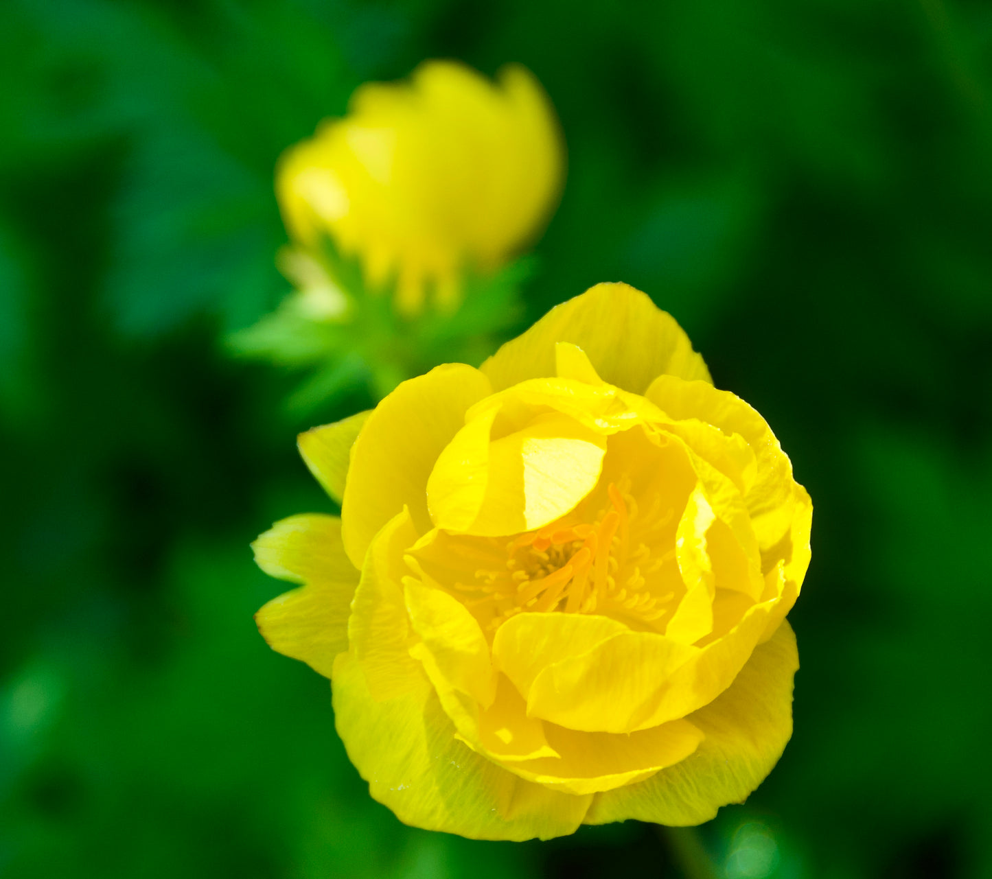 Trollius x cultorum 'Pritchards Giant'