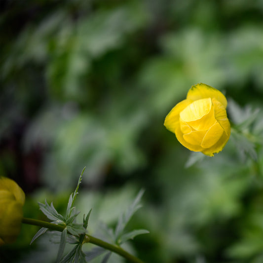 Trollius x cultorum 'Pritchard's Giant'
