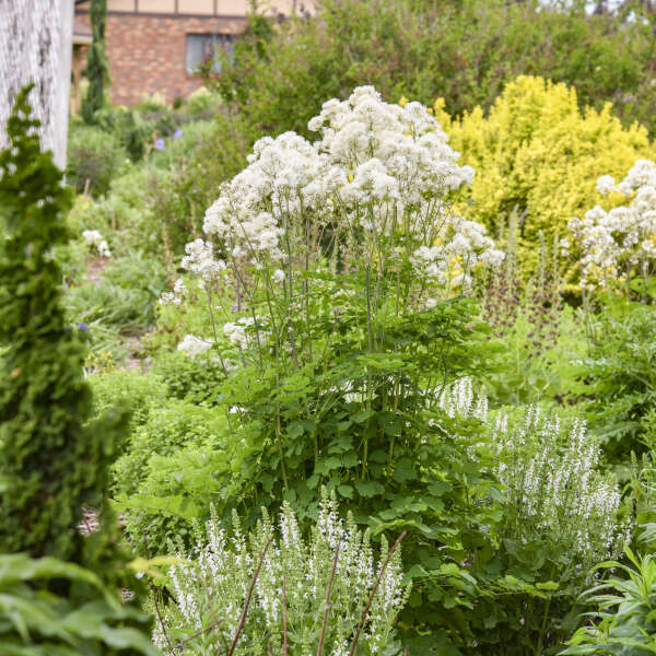 Thalictrum 'Cotton Ball' (Meadow-Rue)