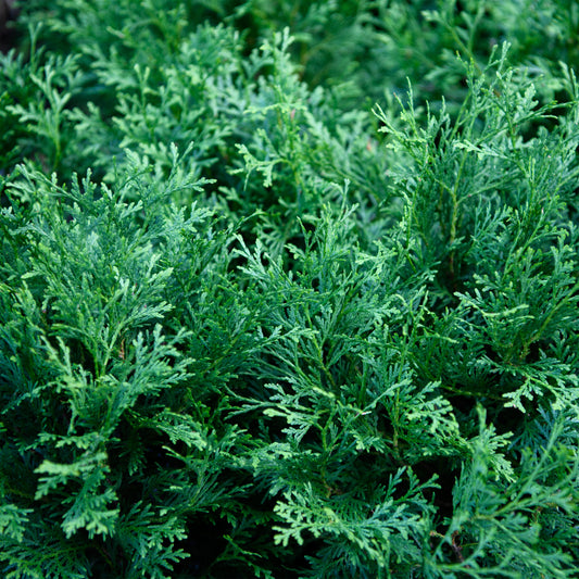 Thuja occidentalis ‘RUTTHU4’ (Planet Earth™) Arborvitae