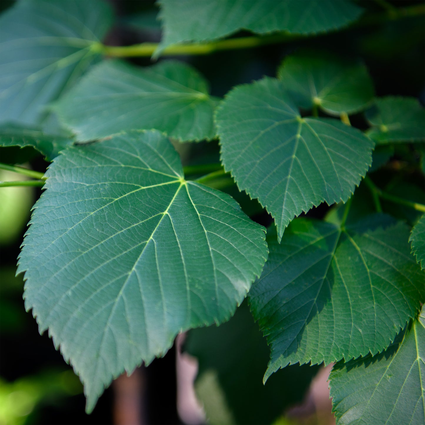 Tilia americana (American Linden)