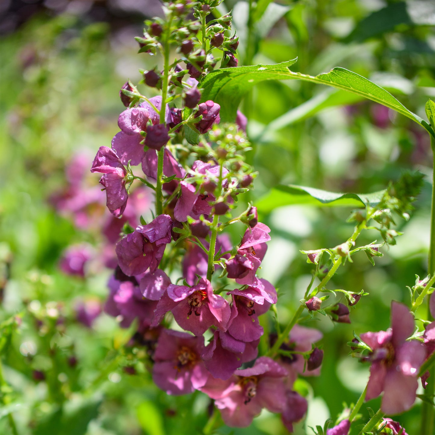 Verbascum x 'Plum Smokey'