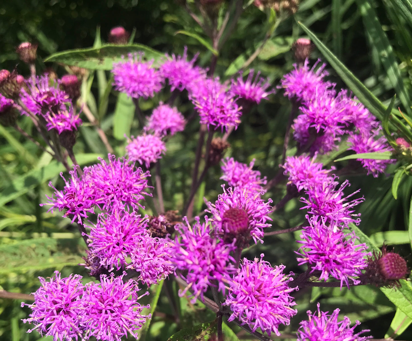 Vernonia noveboracensis