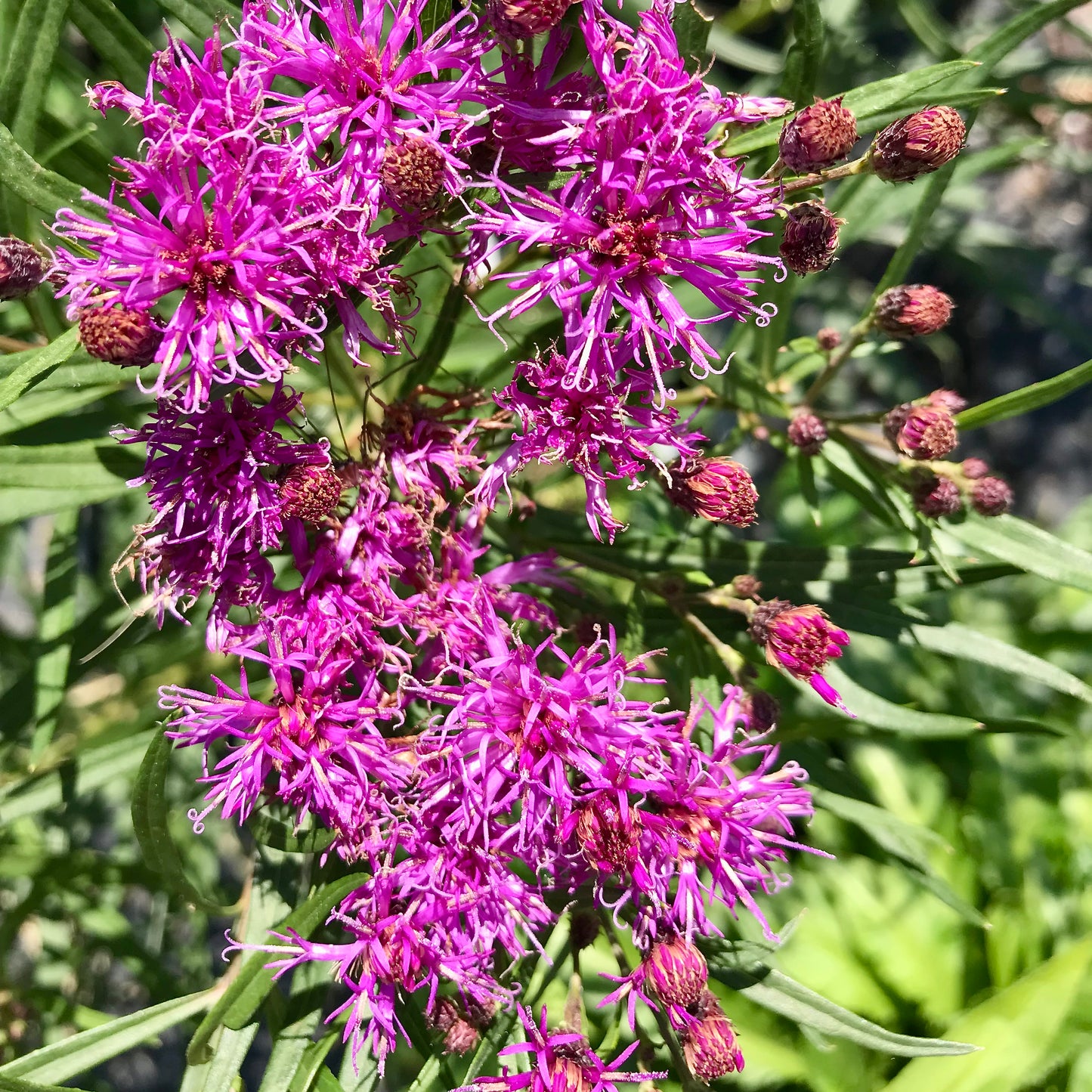 Vernonia X  'Southern Cross'