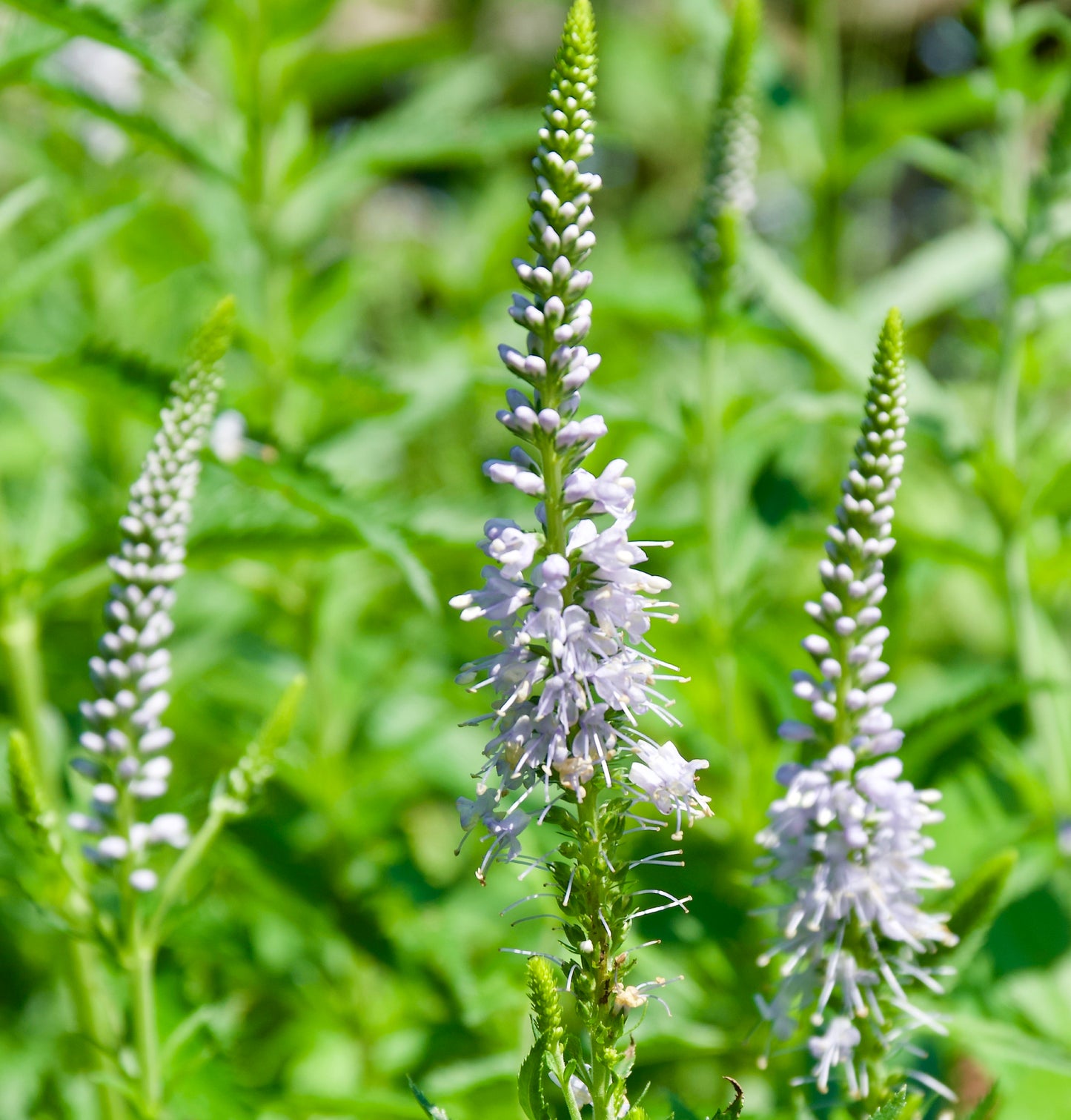 Veronica longifolia 'Blue Ice'