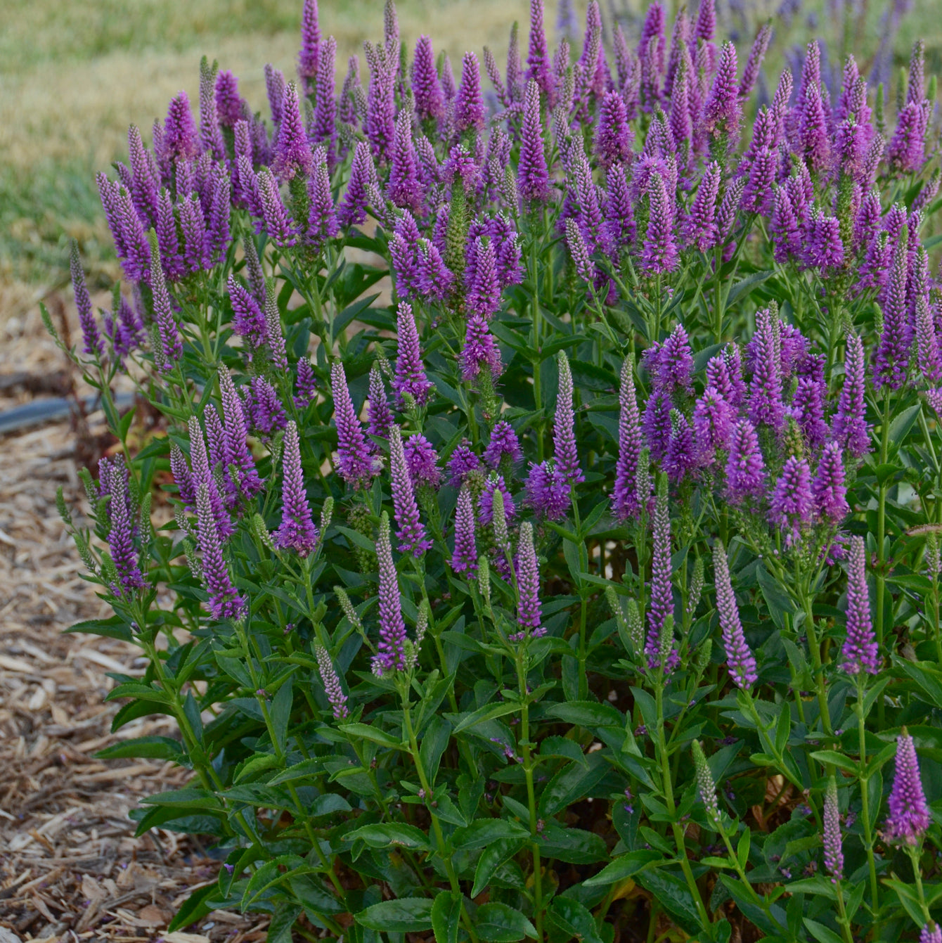 Veronica x 'Very Van Gogh'