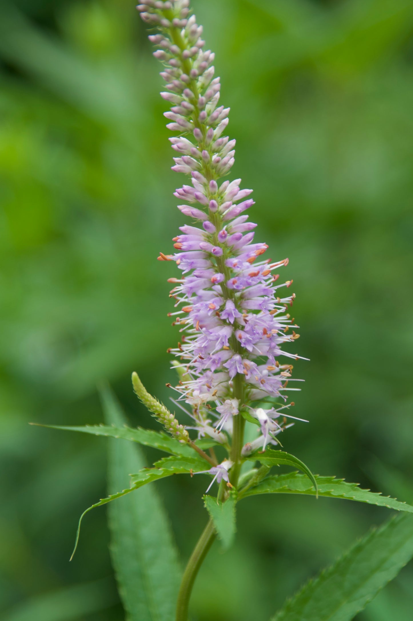 Veronicastrum virginicum 'Lavender Towers'