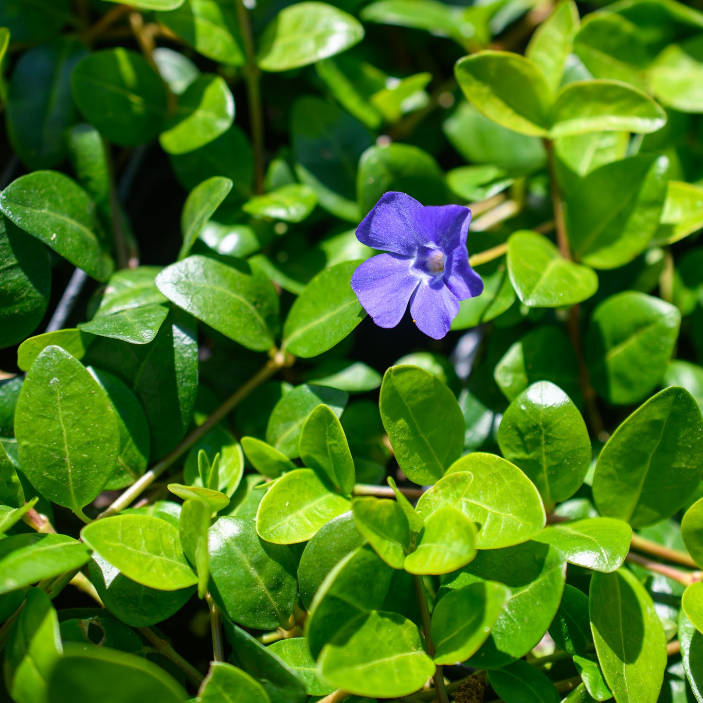 Vinca minor 'La Grave' ('Bowles Variety')