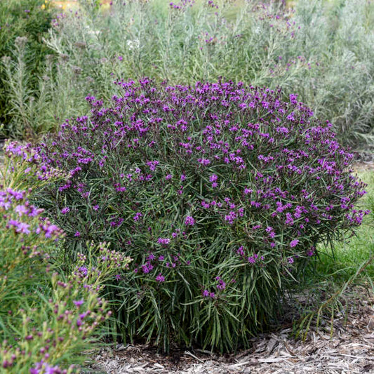 Vernonia 'Prairie Princess' (Ironweed)