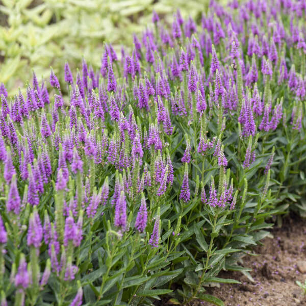 Veronica x 'Da Vinci Delight' (Speedwell)