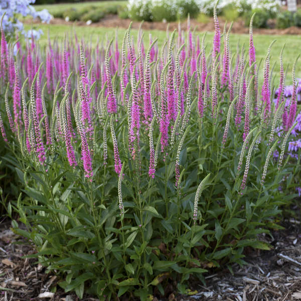 Veronica x 'Perfectly Picasso' (Speedwell)